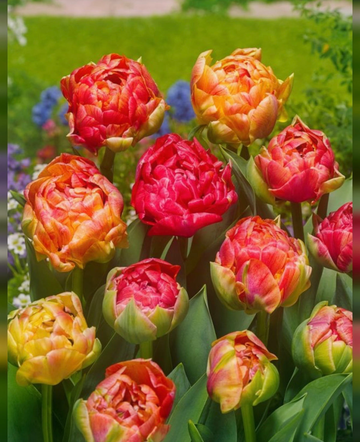 Rode Tulpen