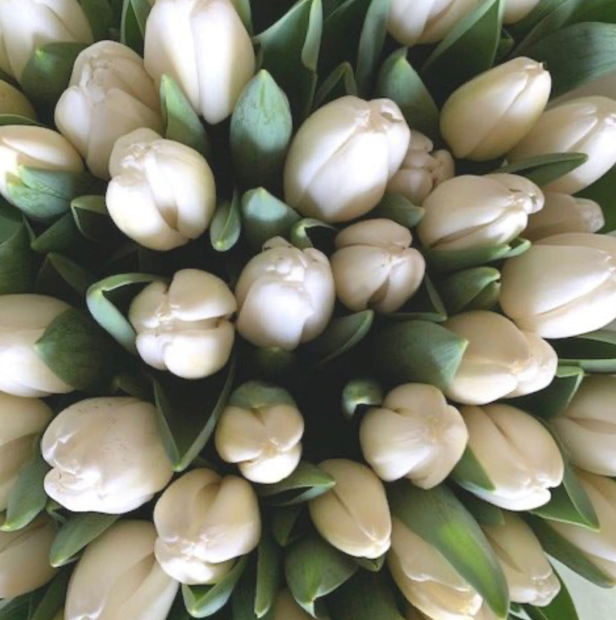 Witte Tulpen